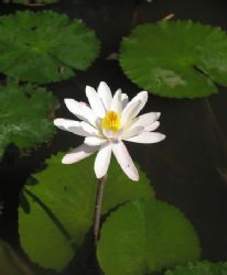Water Lilly - Bali Indonesia by Penny Murphy 